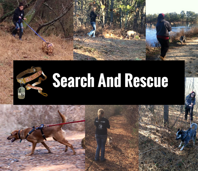 Search And Rescue Hanlon's K9 NJ Dog Trainer Toms River, NJ